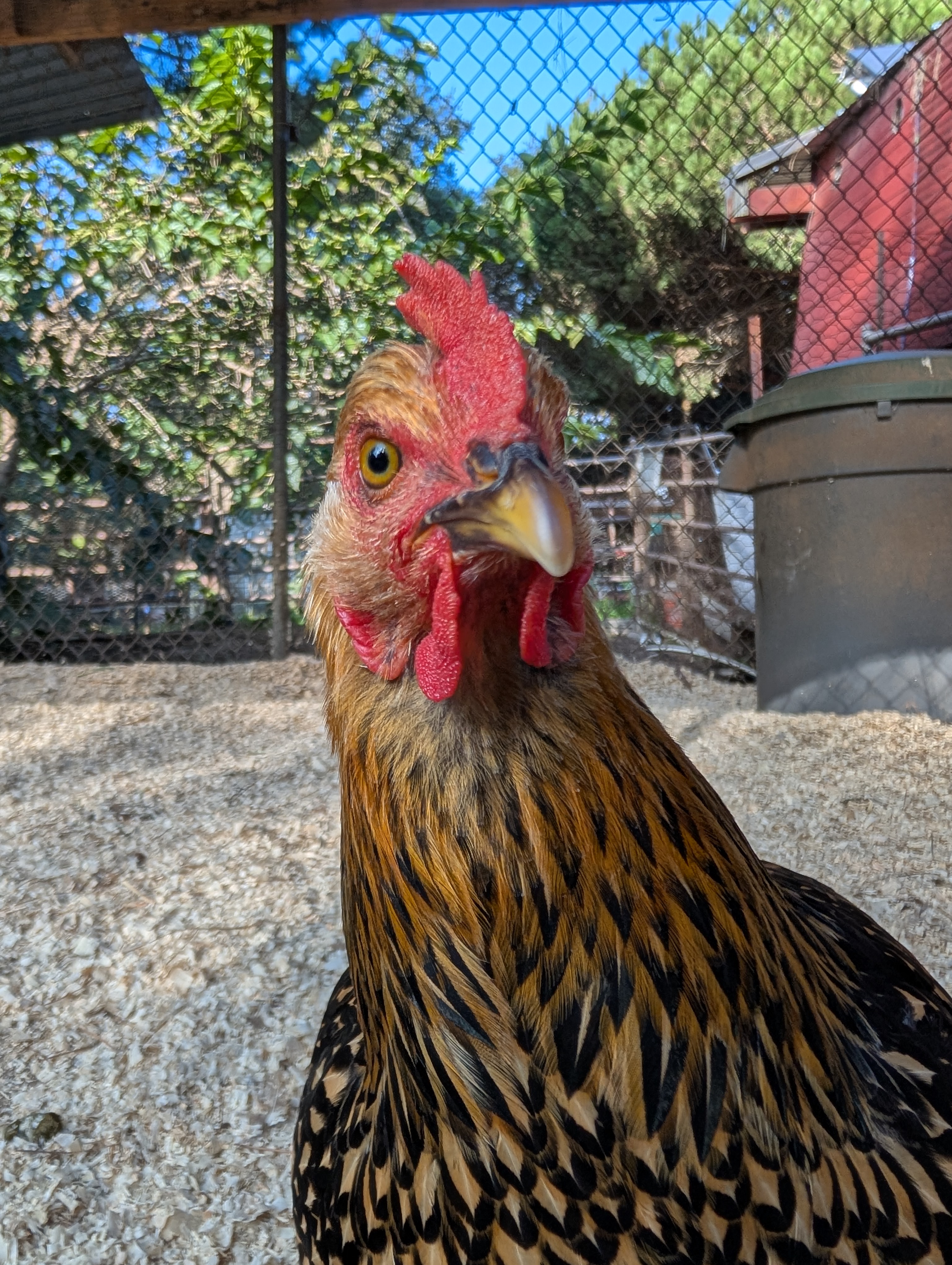 Chicken at Valmonte Farm and Garden where campers learn about urban farming